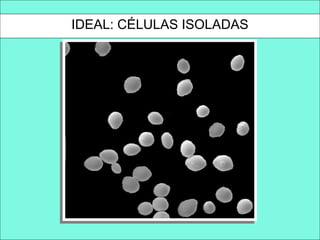 IDEAL: CÉLULAS ISOLADAS
 