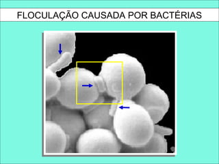 FLOCULAÇÃO CAUSADA POR BACTÉRIAS
 