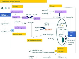 La distorsion du métabolisme
A
glucides lipides
Éthanol
hypothermie
++AD/NA
glycogenolyse
glucose
puryvate
neoglycogenese
hypoglycémie
glycérol
lactate
Acidose métabolique
B-oxydation
A-gras ++ lipogenése
++TG
VlDL
Stéatose
cirrhose
PDHA
ethanol
ACTA-
ALDH
NADH2
NAD
LDH acetaldh
CH3COOH
Acetyl-
CoA
B-oH-butyrique
E=7cal/g
Synthèse de pro
(Alb./facteurs de coagulation vit K)
Perturbati
on a long
terme
Ethanol
acetaldh
NADH2 NAD
NAD
NADH
-
HTA porto-cavemalabsorption
Carence
en vita
 