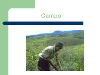 Campo
 