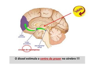 O álcool estimula o centro do prazer no cérebro !!!
 