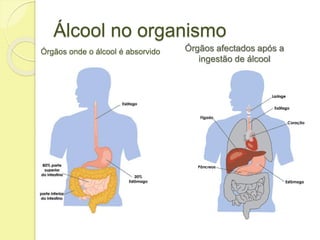 Órgãos onde o álcool é absorvido Órgãos afectados após a
ingestão de álcool
Álcool no organismo
 