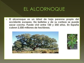  El alcornoque es un árbol de hoja perenne propio del
occidente europeo. Da bellotas y de su corteza se puede
sacar corcho. Puede vivir entre 150 y 250 años. En España
cubren 2,500 millones de hectáreas.
 