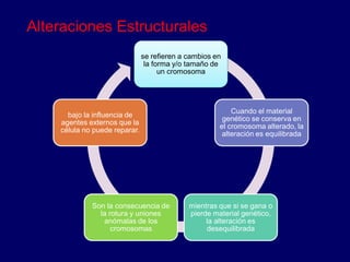 se refieren a cambios en
la forma y/o tamaño de
un cromosoma
Cuando el material
genético se conserva en
el cromosoma alterado, la
alteración es equilibrada
mientras que si se gana o
pierde material genético,
la alteración es
desequilibrada
Son la consecuencia de
la rotura y uniones
anómalas de los
cromosomas
bajo la influencia de
agentes externos que la
célula no puede reparar.
Alteraciones Estructurales
 