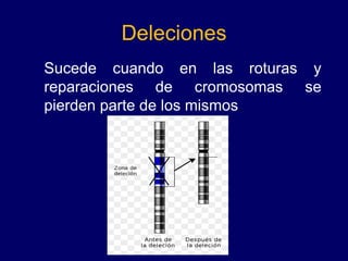 Deleciones
Sucede cuando en las roturas y
reparaciones de cromosomas se
pierden parte de los mismos.
 