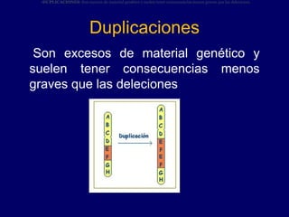 Duplicaciones
Son excesos de material genético y
suelen tener consecuencias menos
graves que las deleciones
•DUPLICACIONES: Son excesos de material genético y suelen tener consecuencias menos graves que las deleciones.
 