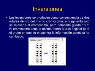 Inversiones
• Las inversiones se producen como consecuencia de dos
roturas dentro del mismo cromosoma: el fragmento roto
se reinserta al cromosoma, pero habiendo girado 180º.
El cromosoma tiene la misma forma que el original pero
el orden en que se encuentra la información genética ha
cambiado.
 