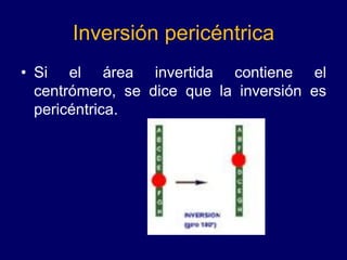 Inversión pericéntrica
• Si el área invertida contiene el
centrómero, se dice que la inversión es
pericéntrica.
 
