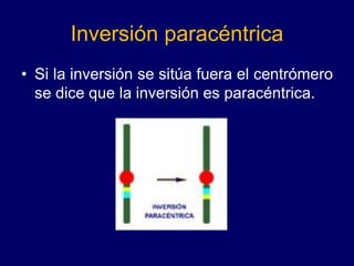 Inversión paracéntrica
• Si la inversión se sitúa fuera el centrómero
se dice que la inversión es paracéntrica.
 