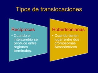Tipos de translocaciones
Recíprocas
• Cuando el
intercambio se
produce entre
regiones
terminales.
Robertsonianas
• Cuando tienen
lugar entre dos
cromosomas
Acrocéntricos
 