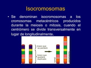 Isocromosomas
• Se denominan isocromosomas a los
cromosomas metacéntricos producidos
durante la meiosis o mitosis, cuando el
centrómero se divide transversalmente en
lugar de longitudinalmente.
 