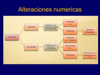 Alteraciones numericas
 