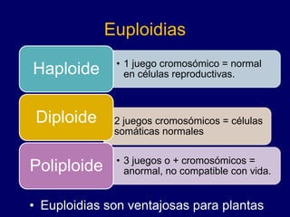 Euploidias
• Euploidias son ventajosas para plantas
• 1 juego cromosómico = normal
en células reproductivas.
Haploide
• 2 juegos cromosómicos = células
somáticas normales
Diploide
• 3 juegos o + cromosómicos =
anormal, no compatible con vida.
Poliploide
 