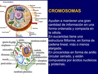 CROMOSOMAS
Ayudan a mantener una gran
cantidad de información en una
forma ordenada y compacta en
la célula.
En eucariotas tiene una
estructura filiforme, en forma de
cadena lineal, más o menos
alargada.
En procariotas en forma de anillo
circular cerrado, y están
compuestos por ácidos nucleicos
y proteínas.
 