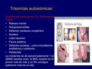 Trisomía del cromosoma 13 ( Síndrome de
Patau)
• Retraso mental
• Holoprosencefalia
• Defectos cardiacos congénitos
• Sordera
• Labio leporino
• Fisura palatina
• Defectos oculares , como microftalmia,
anoftalmia y coloboma.
• Polidactilia
La incidencia es de aproximadamente 1 en
20000 nacidos vivos, el 90% mueren en el
primer mes de vida y un 5% consigue
sobrevivir más de un año
Trisomías autosómicas:
 