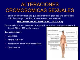 ALTERACIONES
CROMOSOMICAS SEXUALES
• Son defectos congénitos que generalmente produce una alteración
o duplicación y/o pérdida de los cromosomas sexuales.
SINDROME DE KLINEFELTER (47, XXY)
Ocurre debido a un cromosoma x adicional, se presenta aproximadamente 1
de cada 500 a 1000 bebés varones.
Características :
✓ Esterilidad.
✓ Atrofia testicular.
✓ Hialinización de los tubos seminíferos.
✓ Ginecomastia.
 