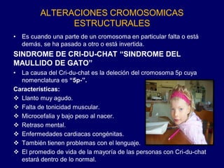 ALTERACIONES CROMOSOMICAS
ESTRUCTURALES
• Es cuando una parte de un cromosoma en particular falta o está
demás, se ha pasado a otro o está invertida.
SINDROME DE CRI-DU-CHAT “SINDROME DEL
MAULLIDO DE GATO”
• La causa del Cri-du-chat es la deleción del cromosoma 5p cuya
nomenclatura es “5p-”.
Características:
❖ Llanto muy agudo.
❖ Falta de tonicidad muscular.
❖ Microcefalia y bajo peso al nacer.
❖ Retraso mental.
❖ Enfermedades cardiacas congénitas.
❖ También tienen problemas con el lenguaje.
❖ El promedio de vida de la mayoría de las personas con Cri-du-chat
estará dentro de lo normal.
 