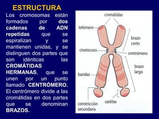 ESTRUCTURA
Los cromosomas están
formados por dos
cadenas de ADN
repetidas que se
espiralizan y se
mantienen unidas, y se
distinguen dos partes que
son idénticas las
CROMÁTIDAS
HERMANAS, que se
unen por un punto
llamado CENTRÓMERO.
El centrómero divide a las
cromátidas en dos partes
que se denominan
BRAZOS.
 