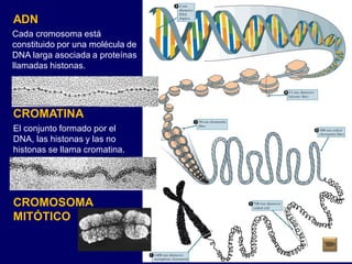 ADN
CROMATINA
CROMOSOMA
MITÓTICO
Cada cromosoma está
constituido por una molécula de
DNA larga asociada a proteínas
llamadas histonas.
El conjunto formado por el
DNA, las histonas y las no
histonas se llama cromatina.
 