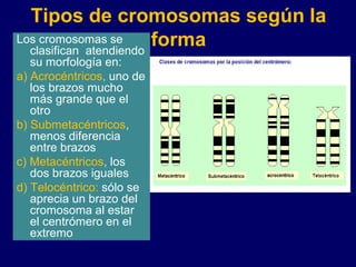 Los cromosomas se
clasifican atendiendo
su morfología en:
a) Acrocéntricos, uno de
los brazos mucho
más grande que el
otro
b) Submetacéntricos,
menos diferencia
entre brazos
c) Metacéntricos, los
dos brazos iguales
d) Telocéntrico: sólo se
aprecia un brazo del
cromosoma al estar
el centrómero en el
extremo
Tipos de cromosomas según la
forma
 