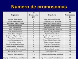 Número de cromosomas
Organismo
Nº
Cromosomas
(2n)
Organismo
Nº
Cromosomas
(2n)
Hombre, Homo sapiens 46 Roble blanco, Quercus alba 24
Chimpancé, Pan troglodytes 48 Pino amarillo, Pinus ponderosa 24
Mono rhesus, Macaca mulata 48 Cerezo ácido, Prunus cerasus 32
Caballo, Equus caballus 64 Col (repollo), Brassica oleracea 18
Asno, Equus asinus 62 Rábano, Raphanus sativus 18
Perro, Canis familiaris 78 Guisante de jardín, Pisum sativum 14
Gato, Felis domesticus 38 Guisante, Lathyrus odoratus 14
Rata, Ratus norvegicus 42 Pepino, Cucumis sativus 14
Zarigüeya, Didephys virginiana 22 Algodón, Gossypium hirsutum 52
Pollo, Gallus domesticus 78 Patata, Solanum tuberosum 48
Pavo, Meleagris gallopavo 82 Tomate, Solanum lycopersicum 24
Rana, Rana pipiens 26 Tabaco, Nicotiana tabacum 48
Estrella de mar, Asterias forbesi 36 Trigo duro, Triticum durum 28
Gusano de seda, Bombix mori 56 Cebada, Hordeum vulgare 14
Mosca domestica, Musca domestica 12 Centeno, Secale cereale 14
Mosquito, Culex pipiens 6 Arroz, Oryza sativa 24
Cucaracha, Blatta germanica 23, 24 Levadura, Saccharomyces cerevisiae 18
Cangrejo ermitaño, Eupagurus ochotensis 254 Alga verde, Acetabularia mediterranea 20
 