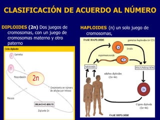 CLASIFICACIÓN DE ACUERDO AL NÚMERO
DIPLOIDES (2n) Dos juegos de
cromosomas, con un juego de
cromosomas materno y otro
paterno
HAPLOIDES (n) un solo juego de
cromosomas,
 