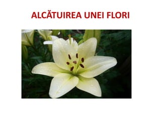alc-tuirea-unei-flori-ppt-pptx