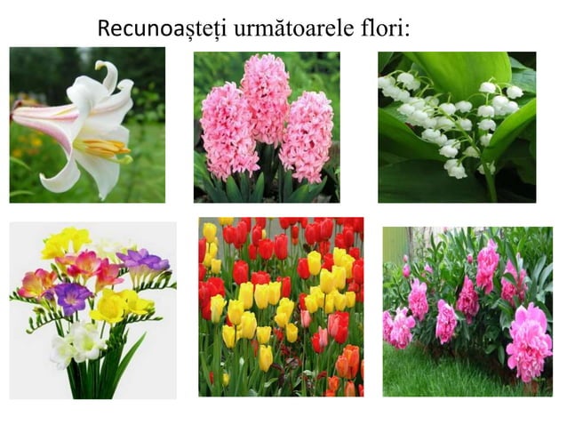 alc-tuirea-unei-flori-ppt-pptx