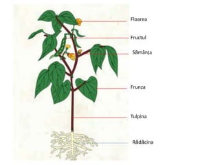 Rădăcina
Tulpina
Frunza
Floarea
Fructul
Sămȃnța
 