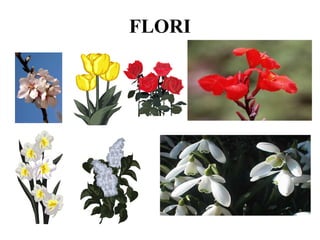 FLORI
 