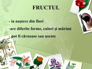 FRUCTUL
- ia naştere din flori
-are diferite forme, culori şi mărimi
- pot fi cărnoase sau uscate
 