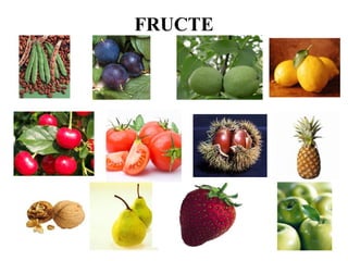 FRUCTE
 