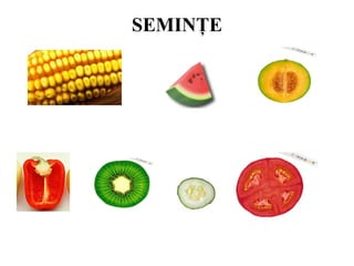 SEMINŢE
 