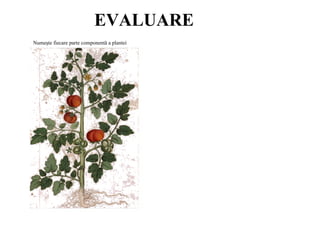 EVALUARE
Numeşte fiecare parte componentă a plantei
 