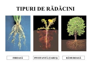 TIPURI DE RĂDĂCINI
FIROASĂ PIVOTANTĂ (ŢARUŞ) RĂMUROASĂ
 