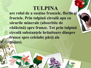 TULPINA
are rolul de a susţine frunzele, florile şi
fructele. Prin tulpină circulă apa cu
sărurile minerale (absorbite de
rădăcină) spre frunze. Tot prin tulpină
circulă substanţele hrănitoare dinspre
frunze spre celelalte părţi ale
plantei.
 