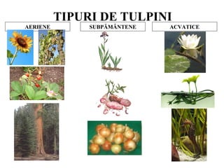 TIPURI DE TULPINI
AERIENE SUBPĂMÂNTENE ACVATICE
 