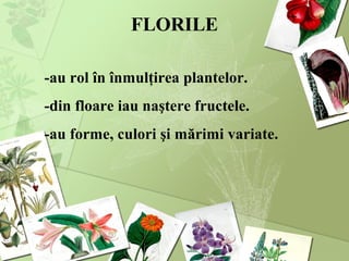 FLORILE
-au rol în înmulţirea plantelor.
-din floare iau naştere fructele.
-au forme, culori şi mărimi variate.
 