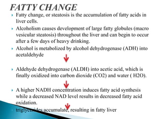  Fatty change, or steatosis is the accumulation of fatty acids in
liver cells.
 Alcoholism causes development of large fatty globules (macro
vesicular steatosis) throughout the liver and can begin to occur
after a few days of heavy drinking.
 Alcohol is metabolized by alcohol dehydrogenase (ADH) into
acetaldehyde
 Aldehyde dehydrogenase (ALDH) into acetic acid, which is
finally oxidized into carbon dioxide (CO2) and water ( H2O).
 A higher NADH concentration induces fatty acid synthesis
while a decreased NAD level results in decreased fatty acid
oxidation.
 triglycerides accumulate, resulting in fatty liver
 