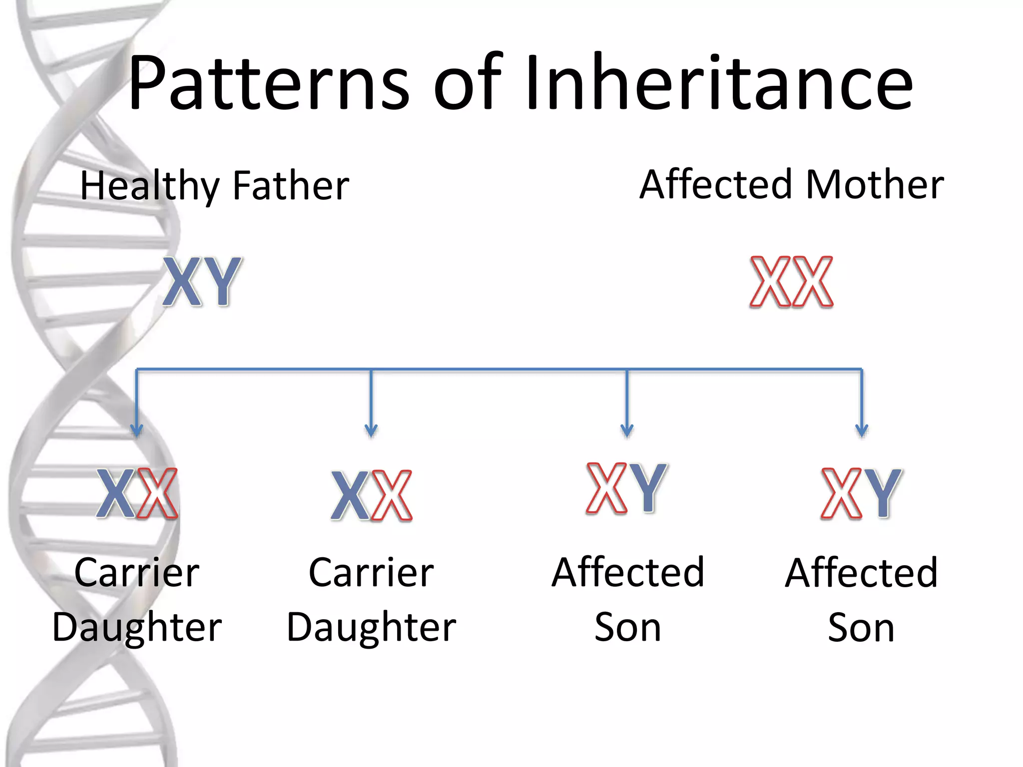 Patterns of Inheritance
Healthy Father Affected Mother
Carrier
Daughter
Carrier
Daughter
Affected
Son
Affected
Son
 