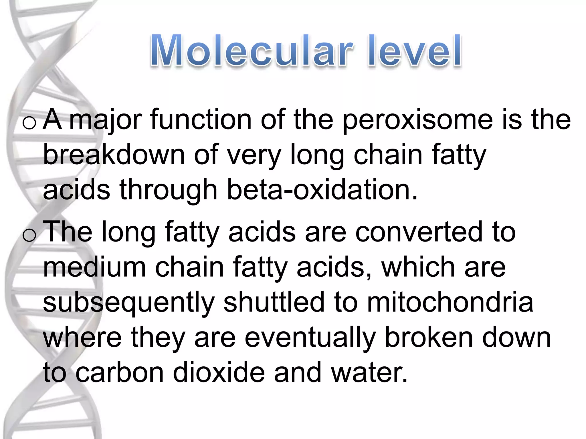 oA major function of the peroxisome is the
breakdown of very long chain fatty
acids through beta-oxidation.
oThe long fatty acids are converted to
medium chain fatty acids, which are
subsequently shuttled to mitochondria
where they are eventually broken down
to carbon dioxide and water.
 