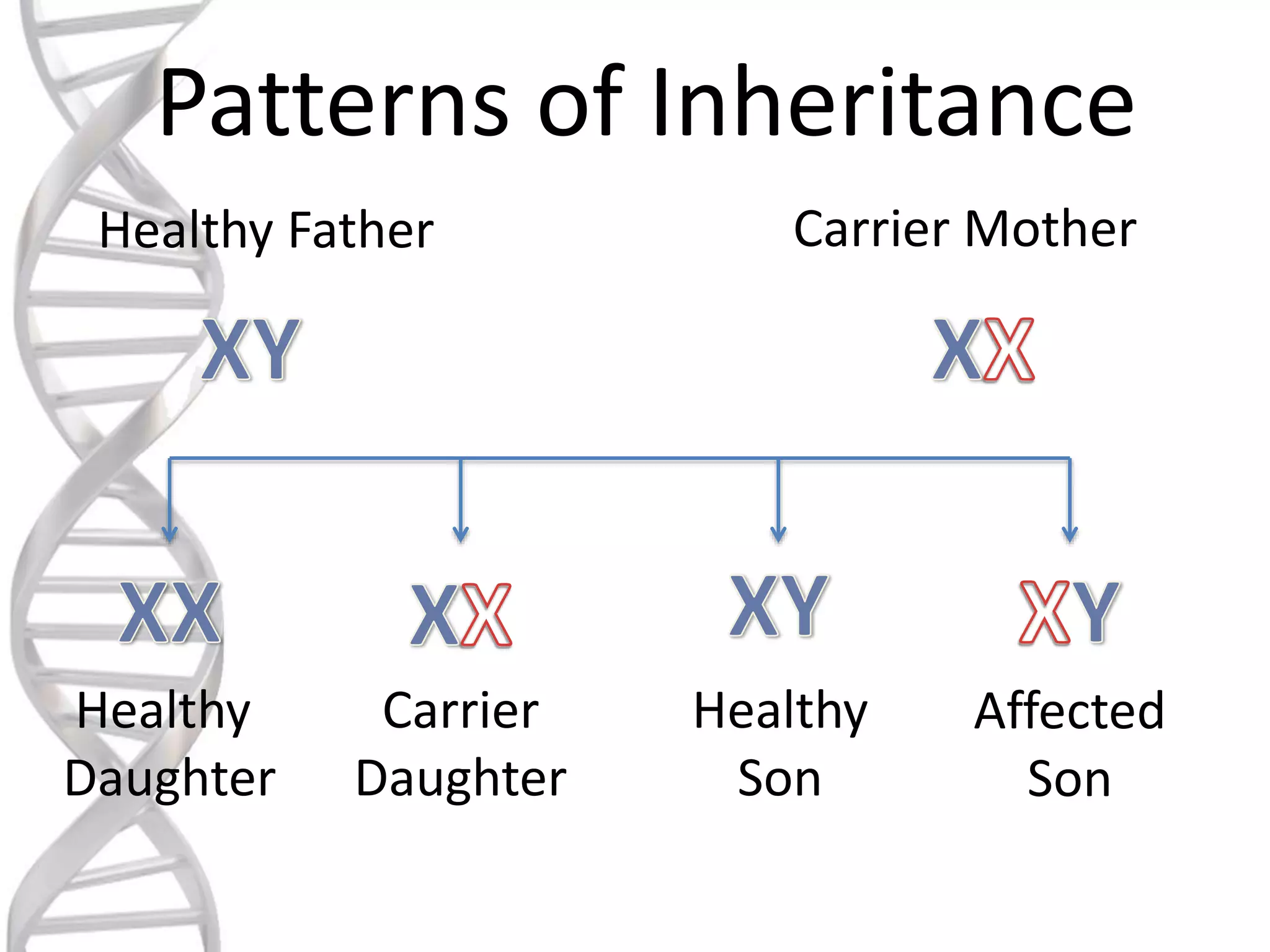 Patterns of Inheritance
Healthy Father Carrier Mother
Healthy
Daughter
Carrier
Daughter
Healthy
Son
Affected
Son
 