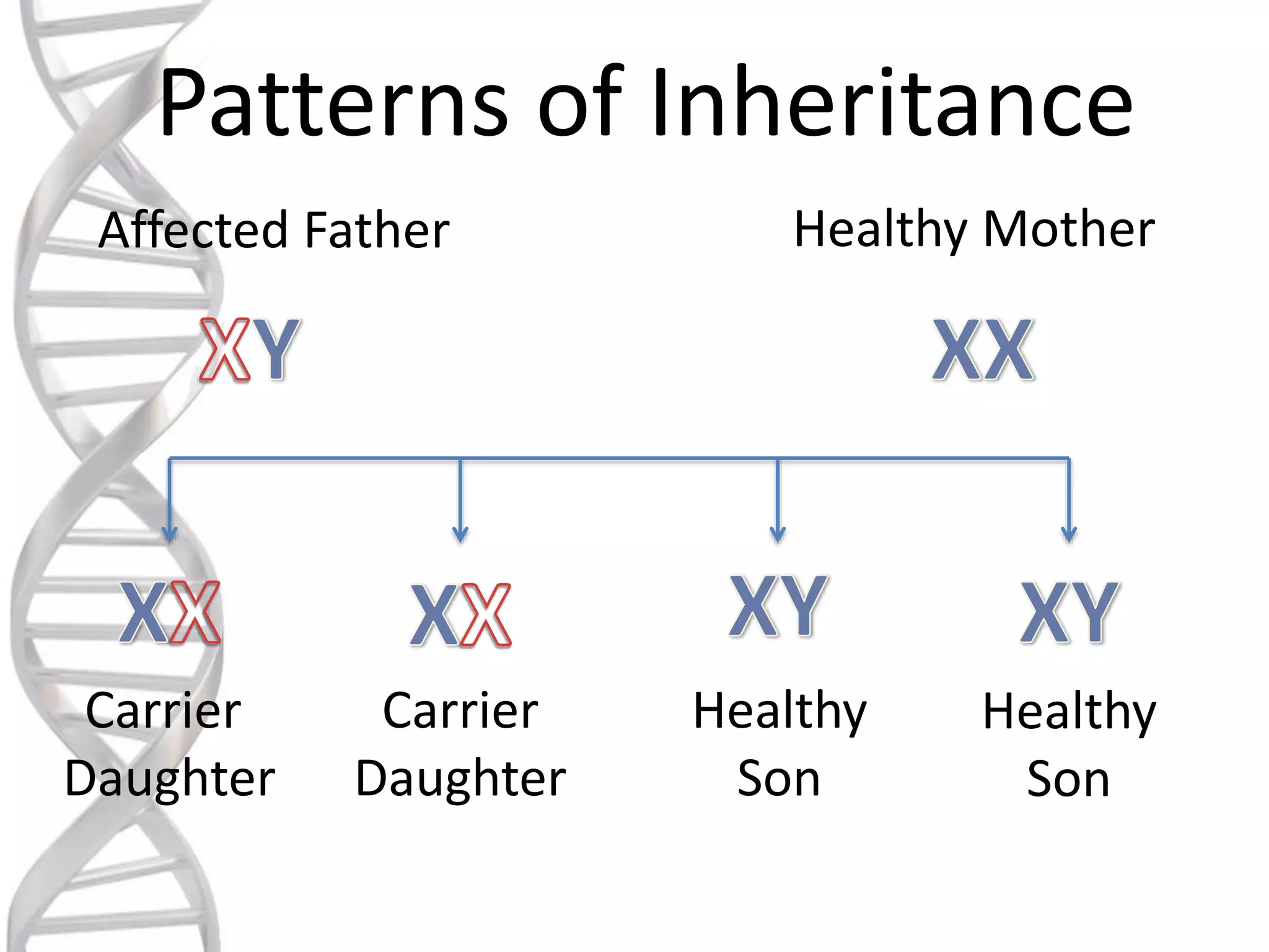 Patterns of Inheritance
Affected Father Healthy Mother
Carrier
Daughter
Carrier
Daughter
Healthy
Son
Healthy
Son
 