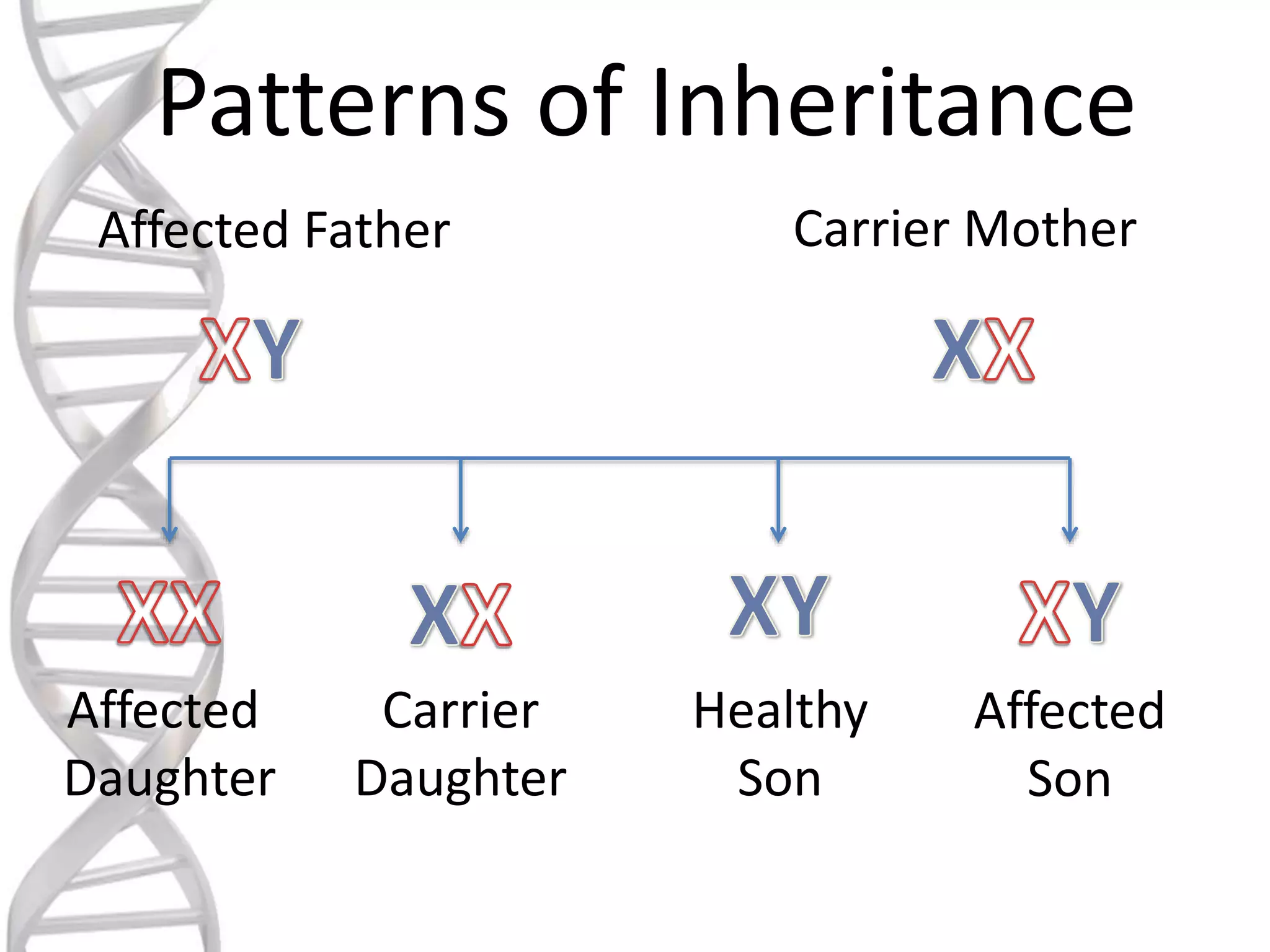 Patterns of Inheritance
Affected Father Carrier Mother
Affected
Daughter
Carrier
Daughter
Healthy
Son
Affected
Son
 