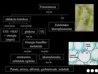 Fotosintesia aldaketa kimikoa CO 2  +H 2 O + energia (argia) glukosa O 2 hau da Energia handiko molekula errekuntza zeluletan egiteko akumulatzeko Patata, arroza, dilistak, garbantzuak, indabak Zeluletako kloroplastoetan zera da zeren artean zera lortzeko zererako zererako hau da non 