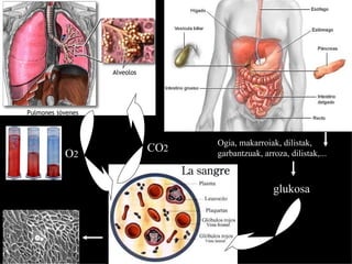 O 2 CO 2 Ogia, makarroiak, dilistak, garbantzuak, arroza, dilistak,... glukosa 