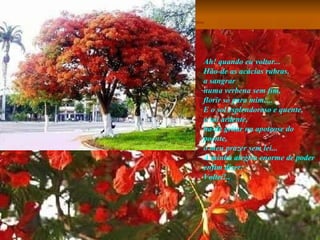 Ah! quando eu voltar...  Hão-de as acácias rubras,  a sangrar  numa verbena sem fim,  florir só para mim!...  E o sol esplendoroso e quente,  o sol ardente,  há-de gritar na apoteose do poente,  o meu prazer sem lei...  A minha alegria enorme de poder  enfim dizer:  Voltei!.. 