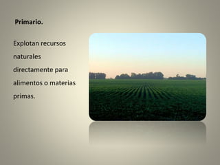 Primario.
Explotan recursos
naturales
directamente para
alimentos o materias
primas.