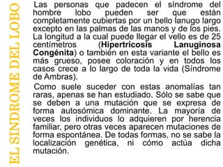 ELSINDROMEDELLOBO
Las personas que padecen el síndrome del
hombre lobo pueden ser que están
completamente cubiertas por un bello lanugo largo
excepto en las palmas de las manos y de los pies.
La longitud a la cual puede llegar el vello es de 25
centímetros (Hipertricosis Lanuginosa
Congénita) o también en esta variante el bello es
más grueso, posee coloración y en todos los
casos crece a lo largo de toda la vida (Síndrome
de Ambras).
Como suele suceder con estas anomalías tan
raras, apenas se han estudiado. Sólo se sabe que
se deben a una mutación que se expresa de
forma autosómica dominante. La mayoría de
veces los individuos lo adquieren por herencia
familiar, pero otras veces aparecen mutaciones de
forma espontánea. De todas formas, no se sabe la
localización genética, ni cómo actúa dicha
mutación.
 