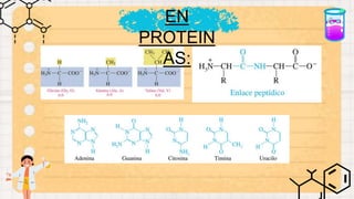 EN
PROTEIN
AS:
 